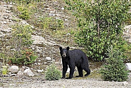 Black bear ko baribal