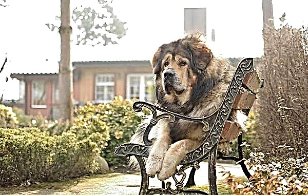 Tibetaanse mastiff hond