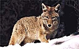 Coyote (dýr)