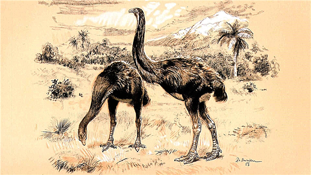 Moa Bird կամ Dinornis