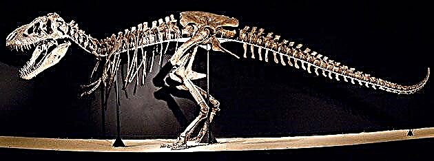 Tarbosaurus (lat .Tarbosaurus)