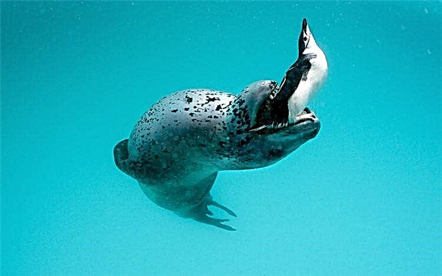Uma e uiga ia Sea Leopard