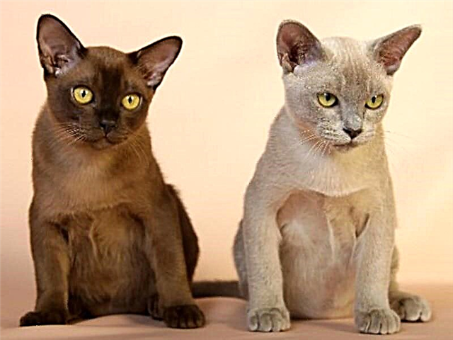 Burmese cat (የበርማ ድመት)