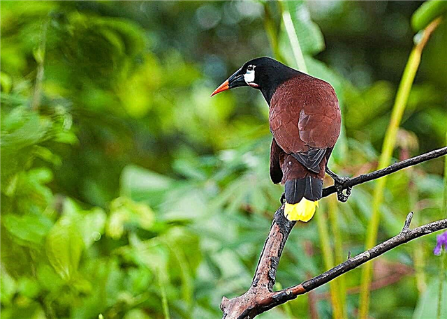 Oropendola Montezuma - usa ka songbird nga adunay ngalan sa imperyal
