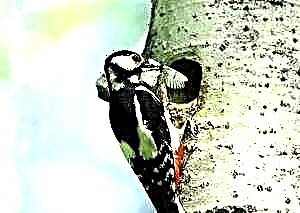 Woodpecker aliye na Spotted - msitu mkuu kwa mpangilio
