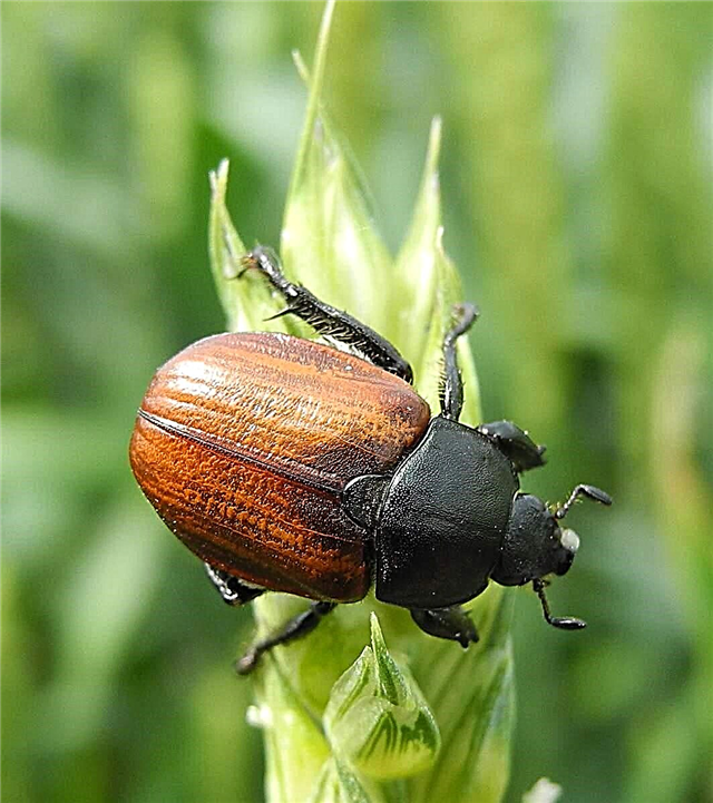 Beetles nan
