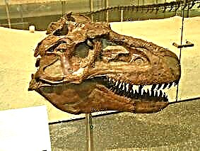 Ættkvísl: Daspletosaurus † Daspletosaurus