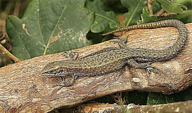 Lizard - Reptili i lashtë