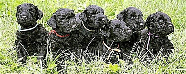 Charakteristike vun Hënn rassen russesche Black Terrier mat Rezensiounen a Fotoen