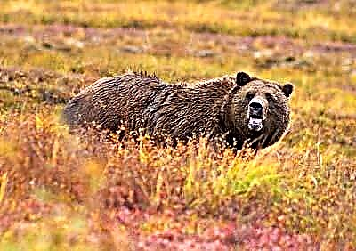 Grizzly urso