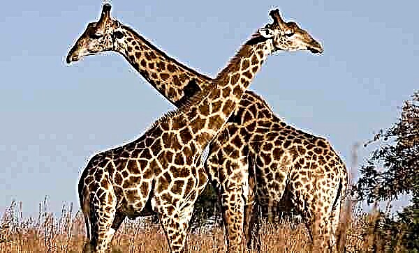 Зошто жирафа има долг врат и нозе