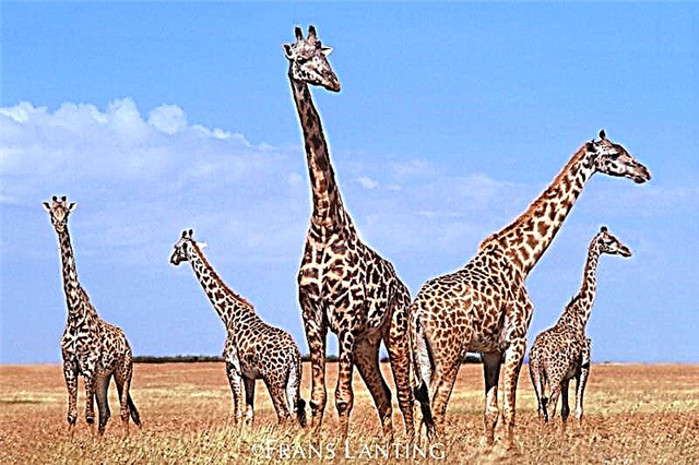 Giraffe Iwo-oorun Afirika