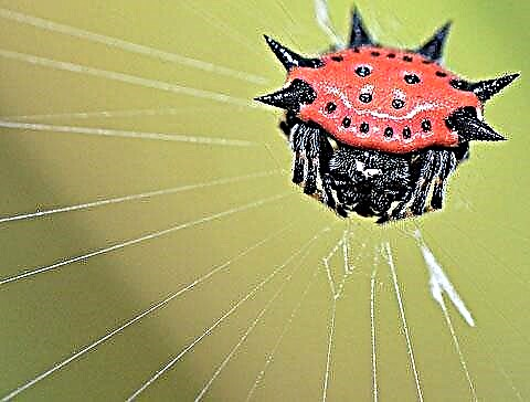 Эвэртэй аалз, эсвэл өрөмдсөн Orb-Spider