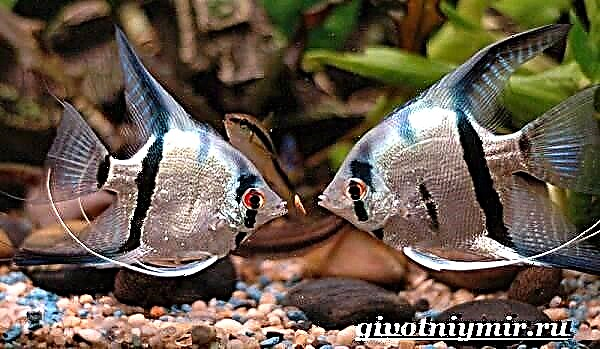 Ħut angelfish