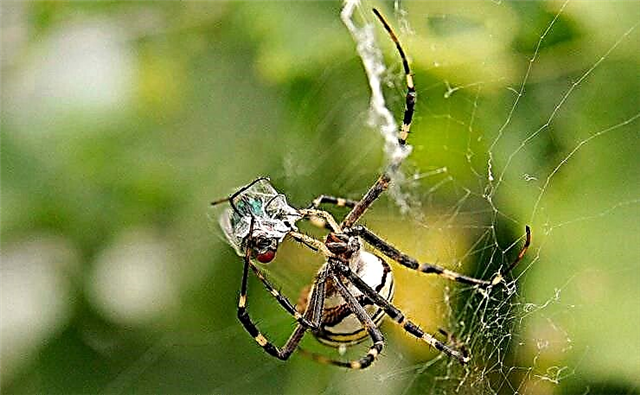 Argiope Brunnich Spider: apejuwe ti arthropod ti o ni awọ dudu