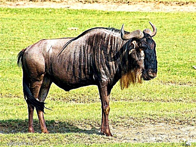 Gnu Antelope Dzinalo lanu (likufunika) Imelo yanu (yofunikira) Nkhani Yopereka Nkhani Yogwirizana var userAgent njonda, ngati (!