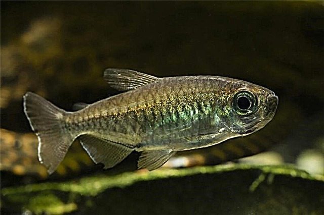 Fish Congo - hindi mapagpanggap na naninirahan sa aquarium