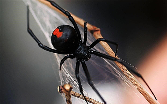 Қара жесірлер - бүкіл әлемде кең таралған өлімші пауктың түрі.