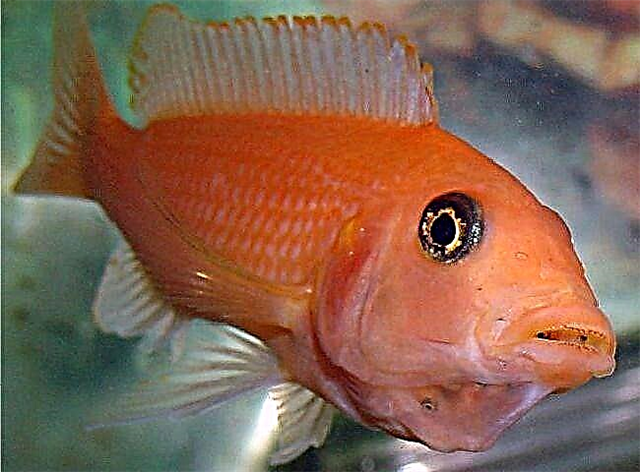 ماهی قرمز زبرا