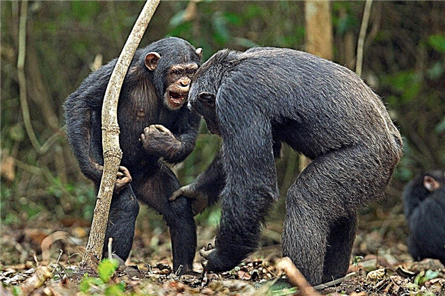 Şimpanze dilin mənimsənilməsində əsaslı bir məhdudiyyət tapdı