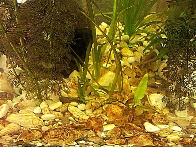 Zašto su smeđe alge u akvariju i kako ih se riješiti