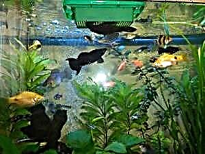 I-Aquarium fish feeder