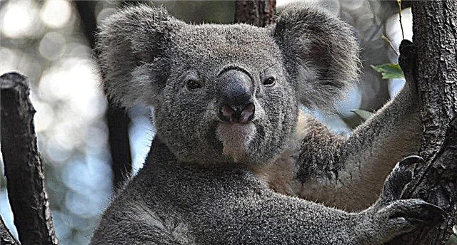 Koala - marsupial ဝက်ဝံ