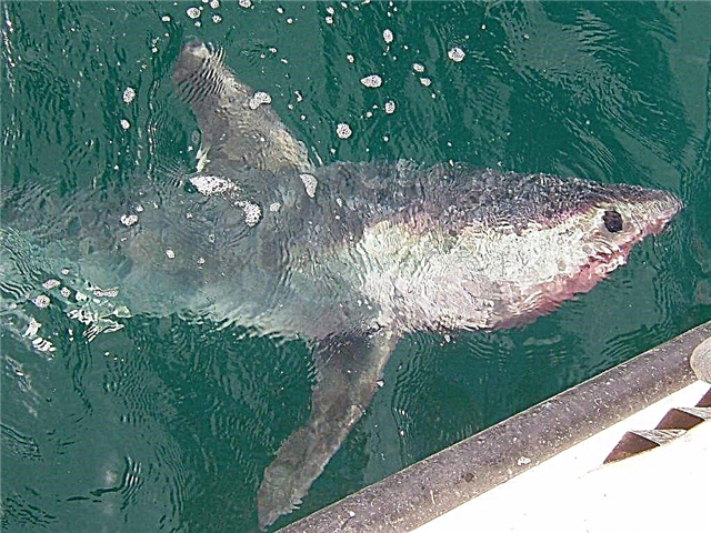 Атлантын herring акул