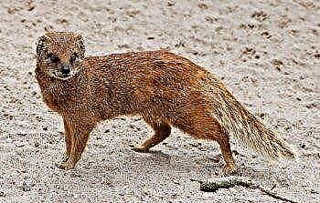 Yellow mongoose: a parva exemplum vulpes