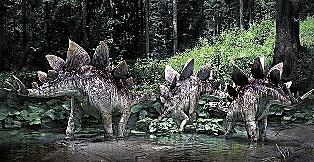Stegosaurus, lifoto dinosaur le litšoantšo, fumana ho shebahala joaloka masapo ea mokholutsoane ea boholo-holo