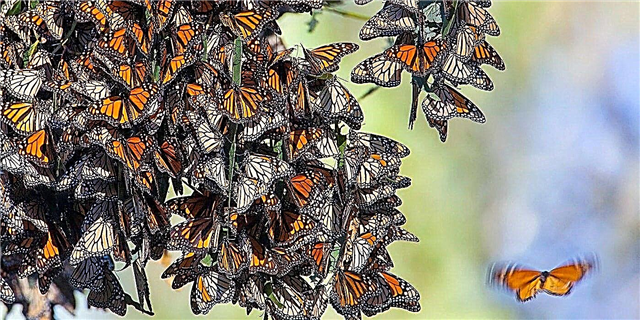 ການເຄື່ອນຍ້າຍ Butterfly Danaid Monarch