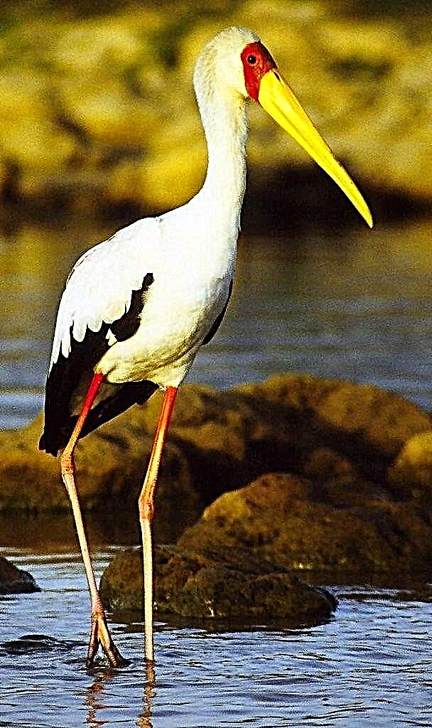 Stork Kuning Kuning utawa Beak Afrika - Burung Anggun