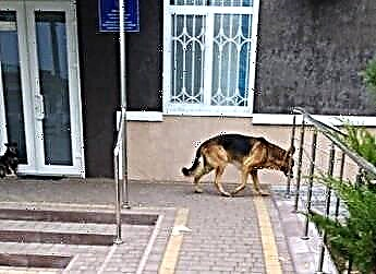 توله سگ آلمانی شپرد را در بیرون از منزل نگه دارید