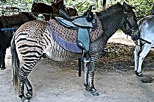Zebrinni - isang zebra na tumawid sa isang kabayo