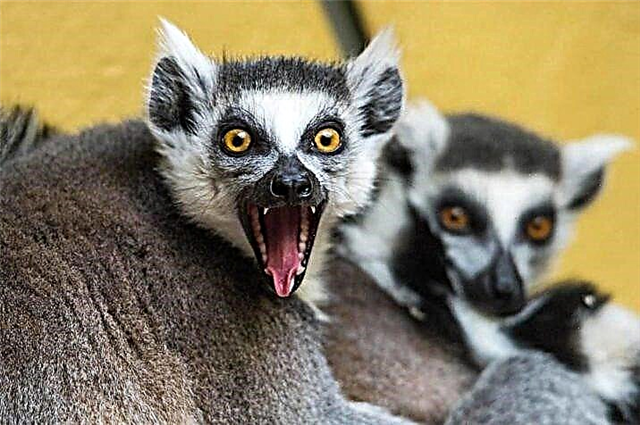Napamatud-an sa mga siyentipiko nga ang mga dwarf lemurs dili gyud mahadlok sa mga tawo