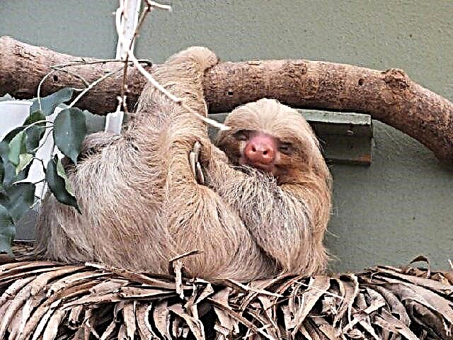 Sloth - ang perpektong hayop para sa pagkuha ng litrato