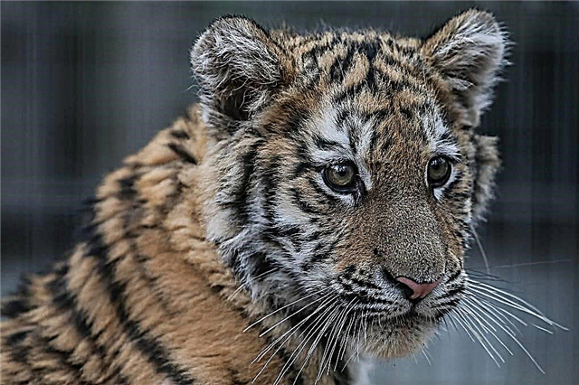 Philippa (tigress)