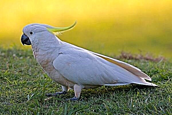 White cockatoo alba - modabwitsa wokongola woyera-wokongola parrot
