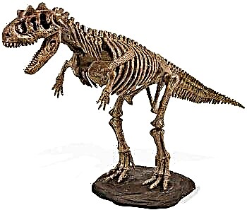 Carnosauro de dinosauros