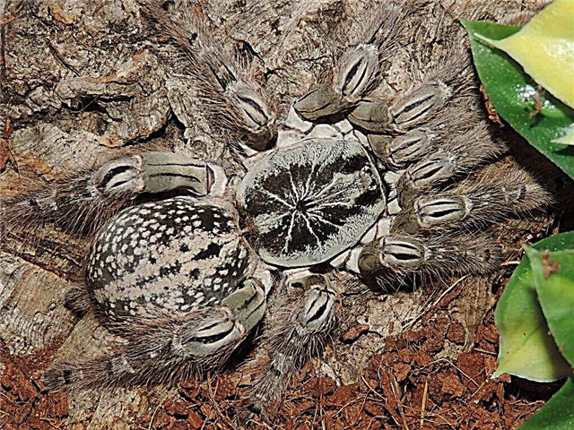 Kangaude Baboon - poizoni arachnid