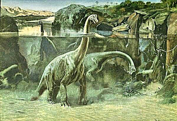Brachiosaurus - dinosaur na herbivorous