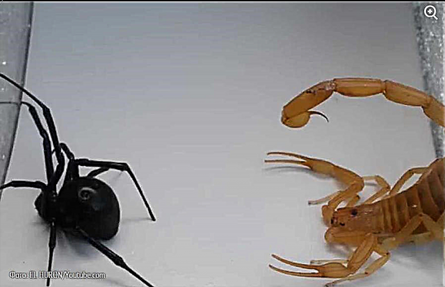 Ososayensi bajikijele nge-scorpion ephuzi nomfelokazi omnyama