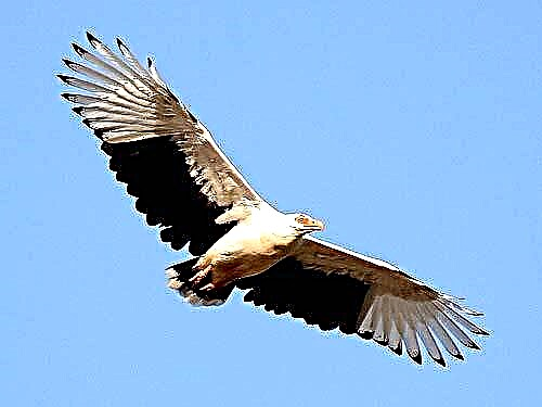 Palm vulture