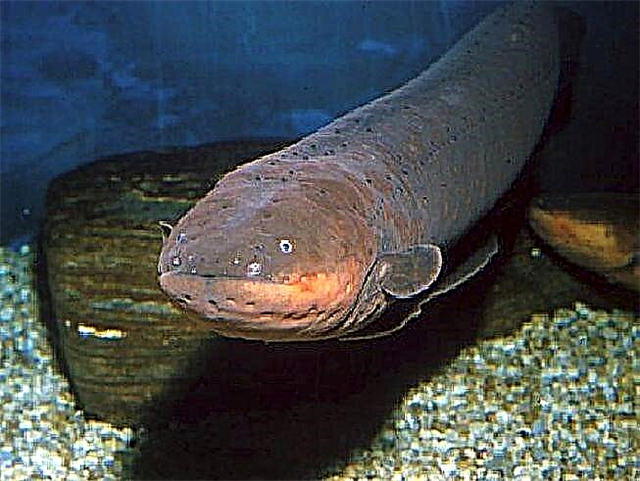 Ang electric eel sa Amazon