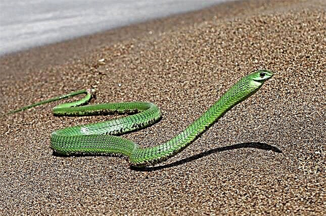 Boomslang - African Tree Snake