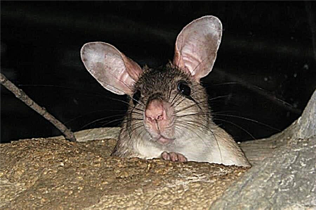 Rata xigante de Madagascar (Larisa)