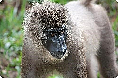 Mandrills: غیرمعمول ترین میمون ها