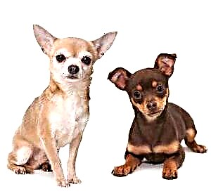 Anjing Chihuahua. Katerangan, fitur, jinis, alam, perawatan sareng harga baka Chihuahua