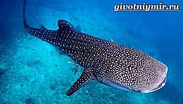 Халим акул - Хамгийн том загас