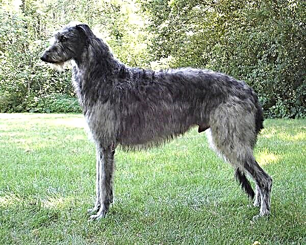 Deerhound ឬ Scottish Reindeer Greyhound